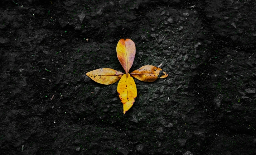 the yellow flower is lying on a dark surface