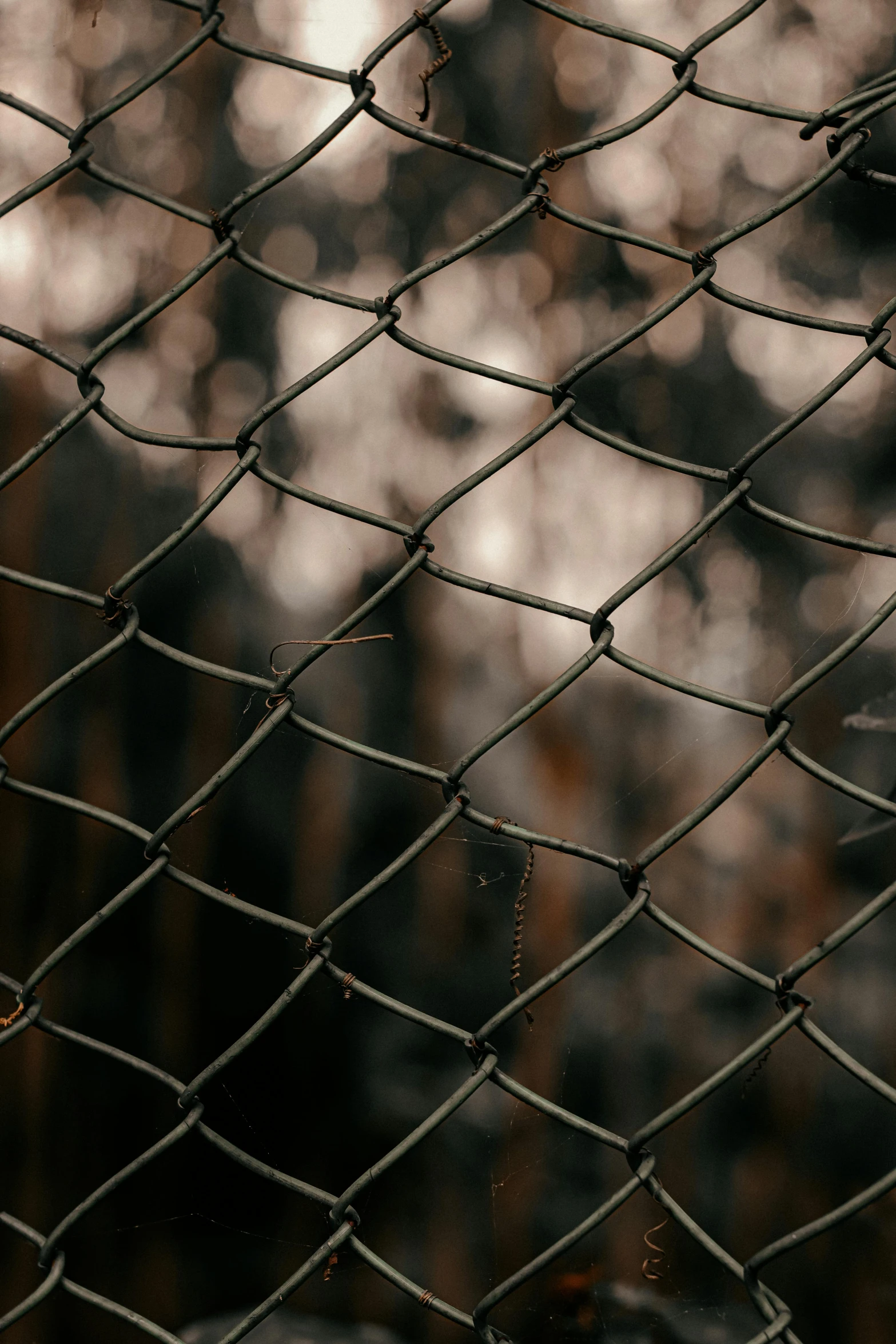 the view from behind a mesh fence that looks like a bird