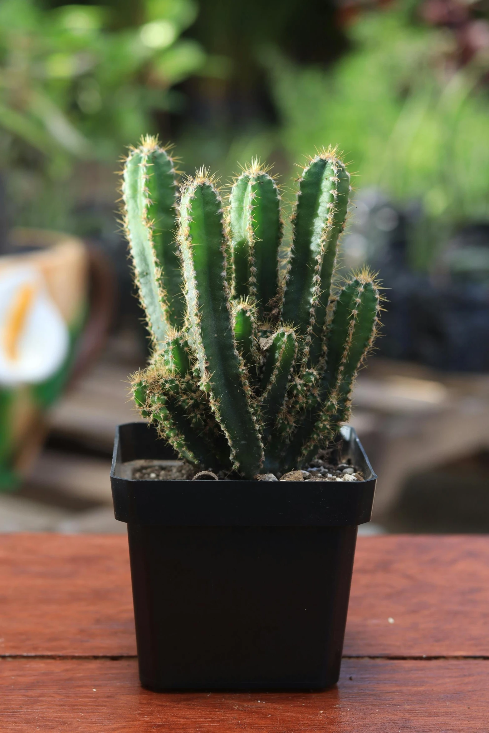 a small cactus sitting on top of a wooden table