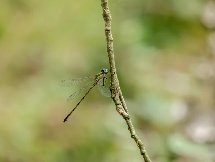 there is a bug perched on the twig