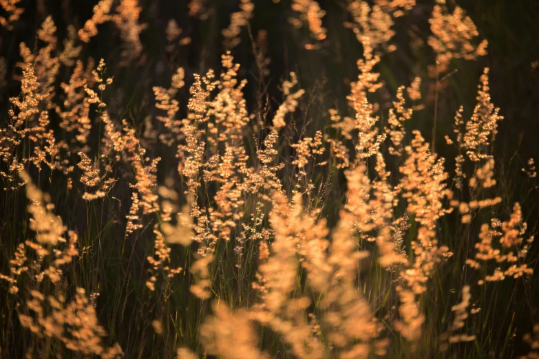 a view from the side of some flowers near trees