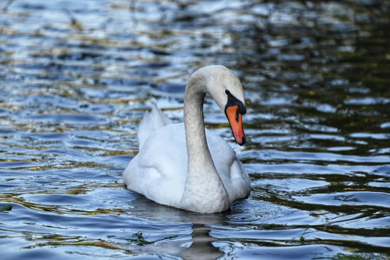 a white swan swims through a pond with water in it