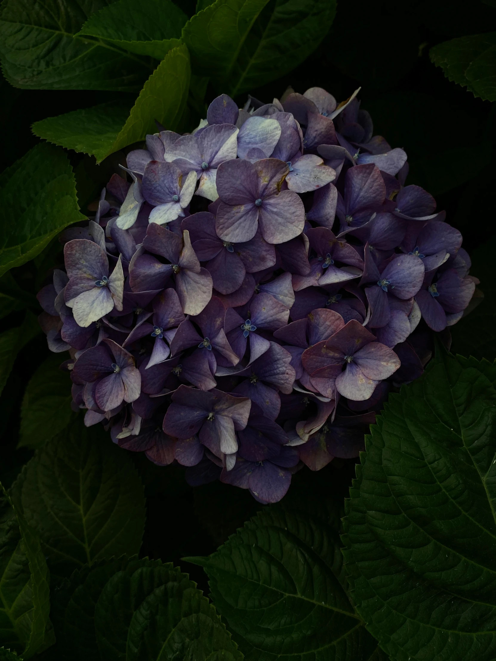 a purple and white hydrant on top of green leaves