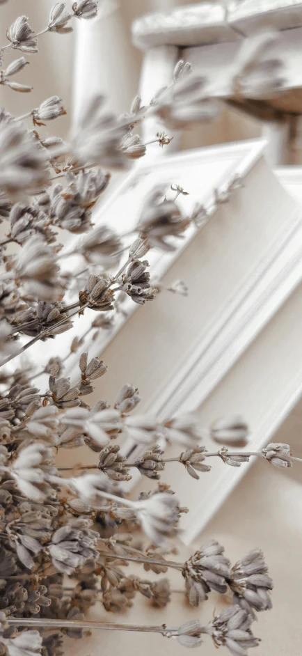 closeup of some very pretty flower stems on a windowsill