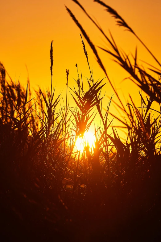 the sun is setting in the sky over some corn stalks