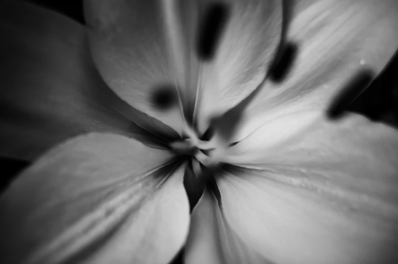 a black and white po of some flowers