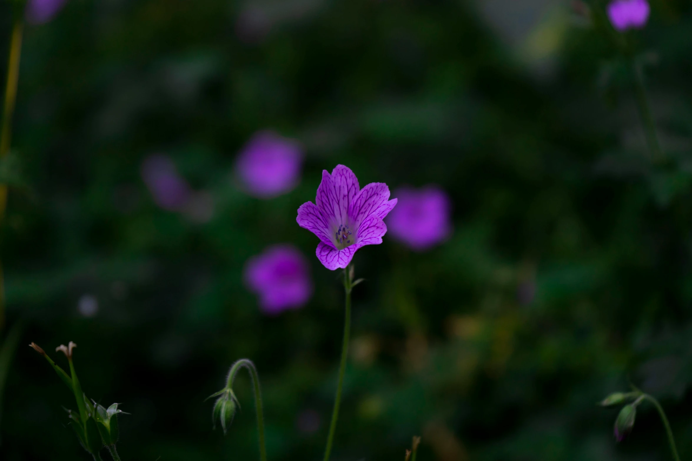 some purple flowers that are in a field