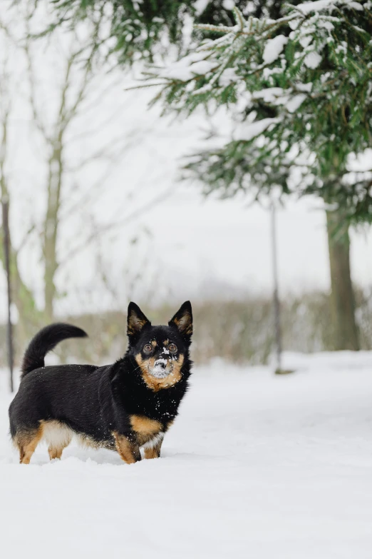 a black and brown dog standing in the snow