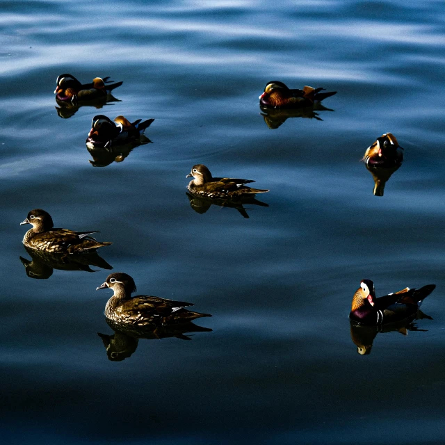 several ducks floating in the water near each other