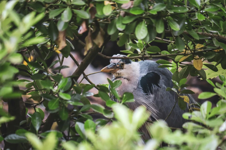 a grey and white bird perched on a tree nch