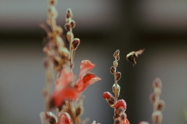 a bee flying past an insect covered plant