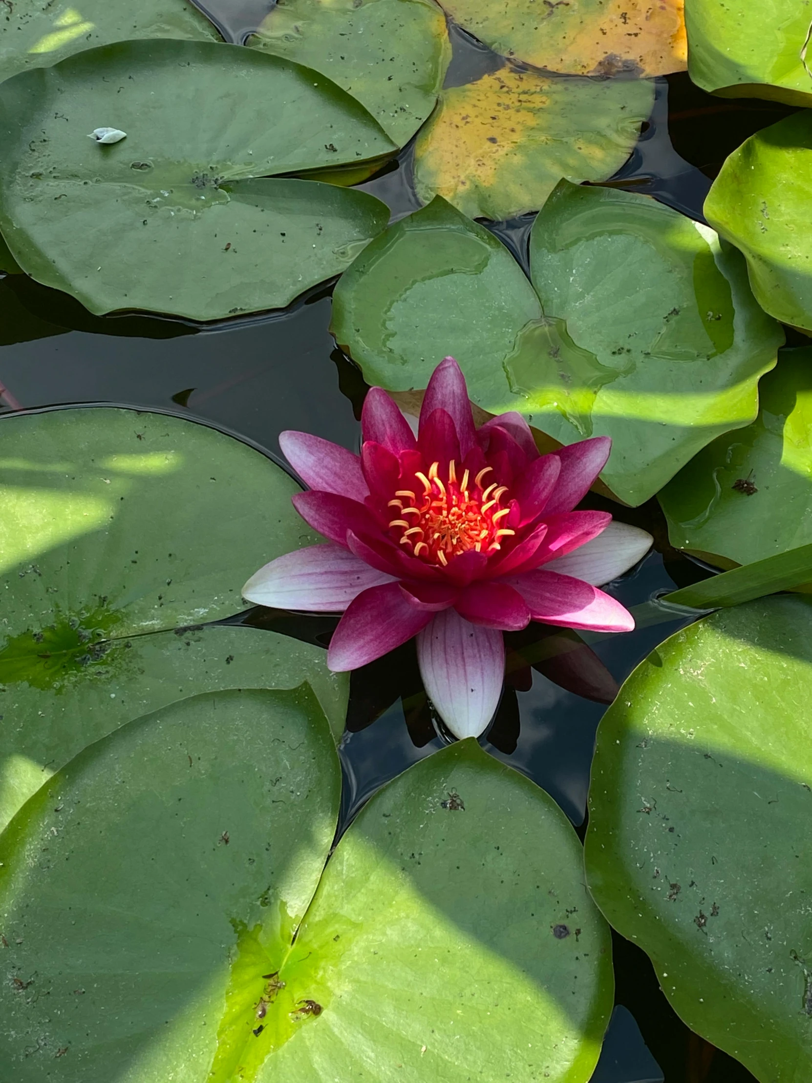 a pink flower in a pond surrounded by leaf