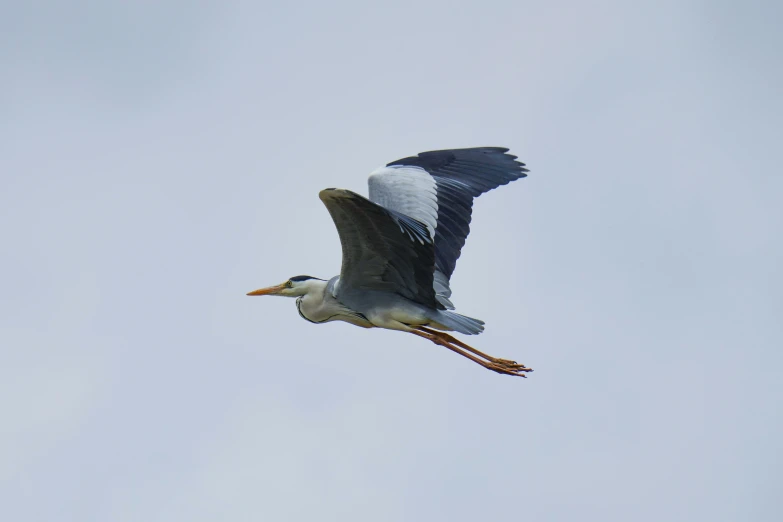 a white and gray bird is flying on a clear day