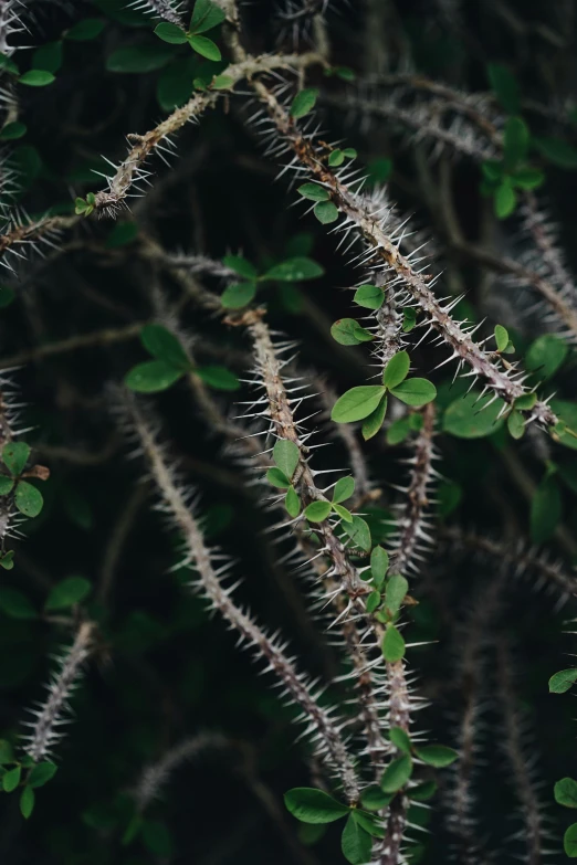 a small bird sits on top of an object in the middle of a tree