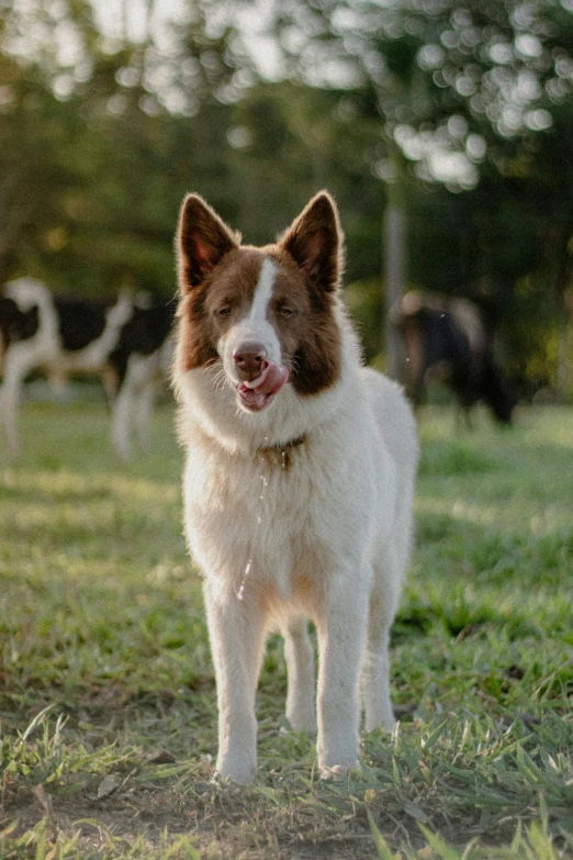 a dog with some cattle grazing behind him