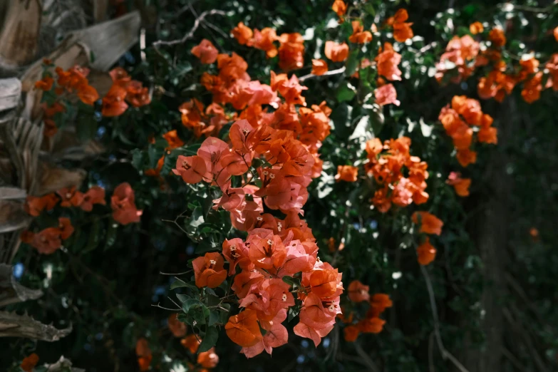 a close up of orange flowers that look like red geranis