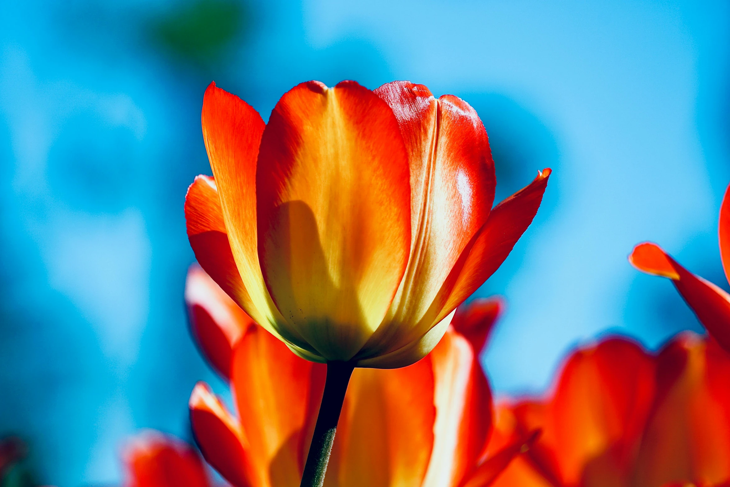 a big group of red and yellow flowers