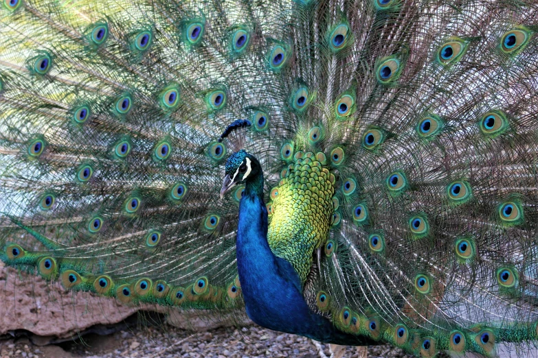 a beautiful bird displaying its feathers with the tail out