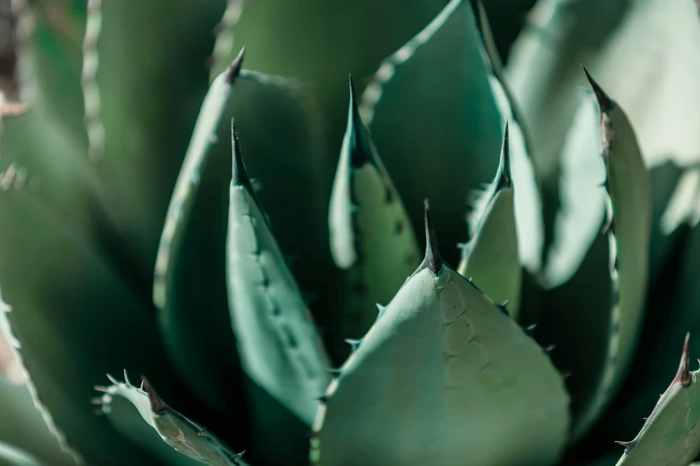 close up view of a green leaf of an exotic plant