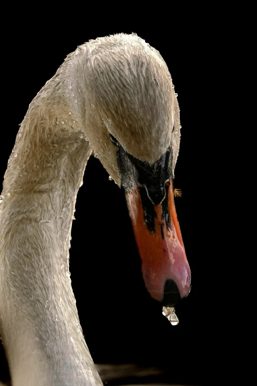 a large white swan is in the dark