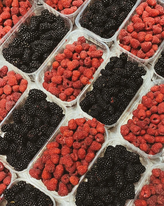 fruit in plastic trays lined up on display