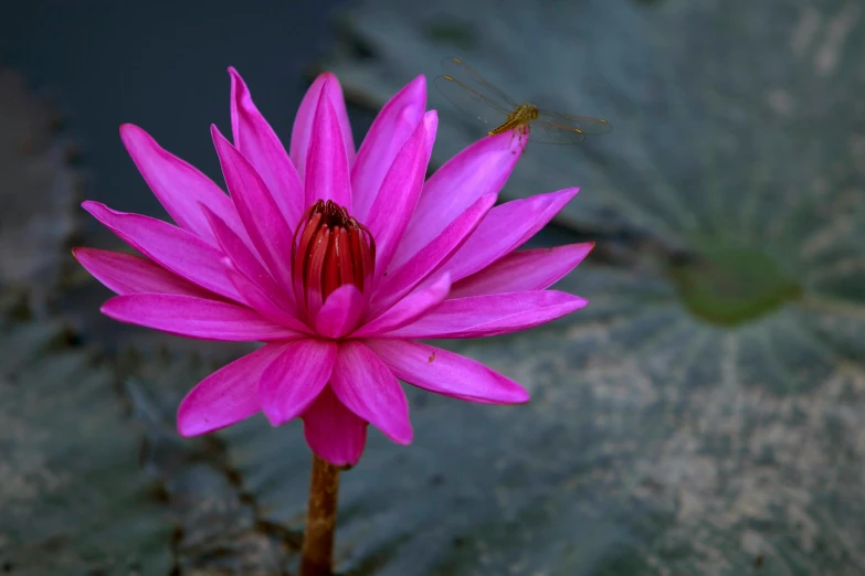 a pink flower with large leaves in the background