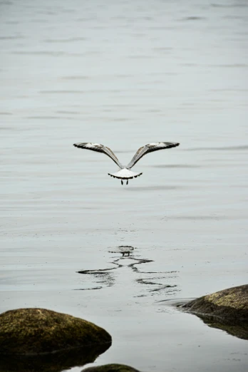 the small bird is diving for fish in the water