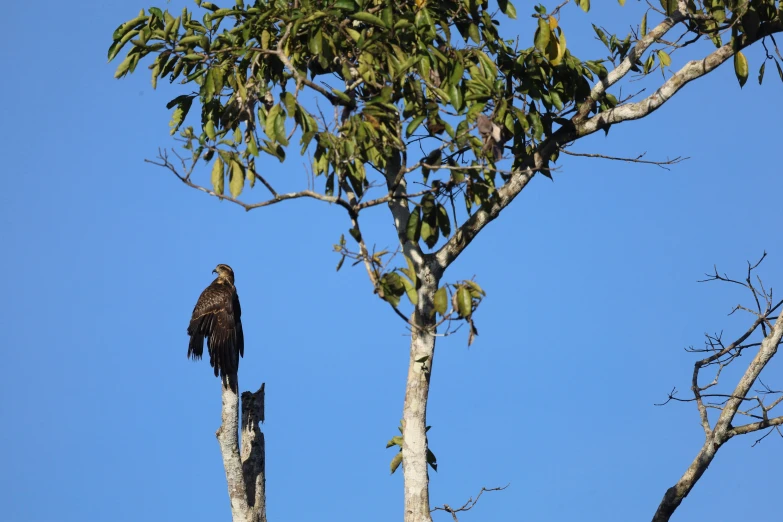 a bird sitting in the middle of a tree