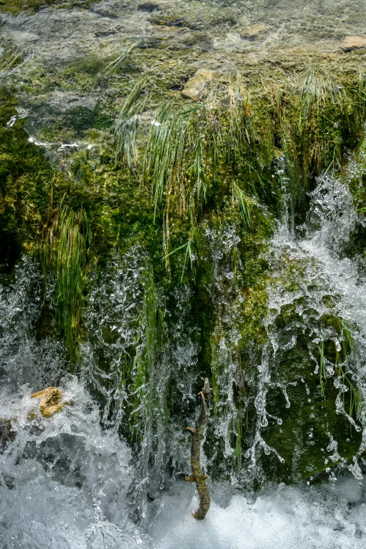 some green plants water and grass