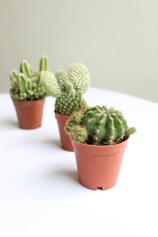 three green plants are growing in clay pots