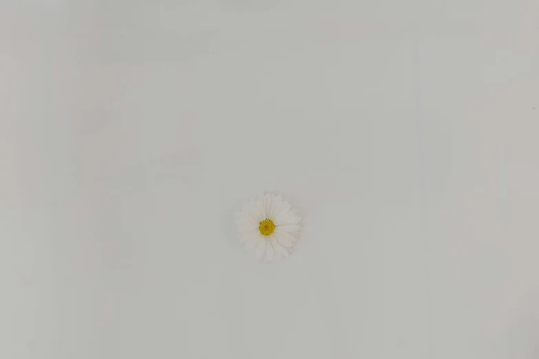 the center of a single flower is white