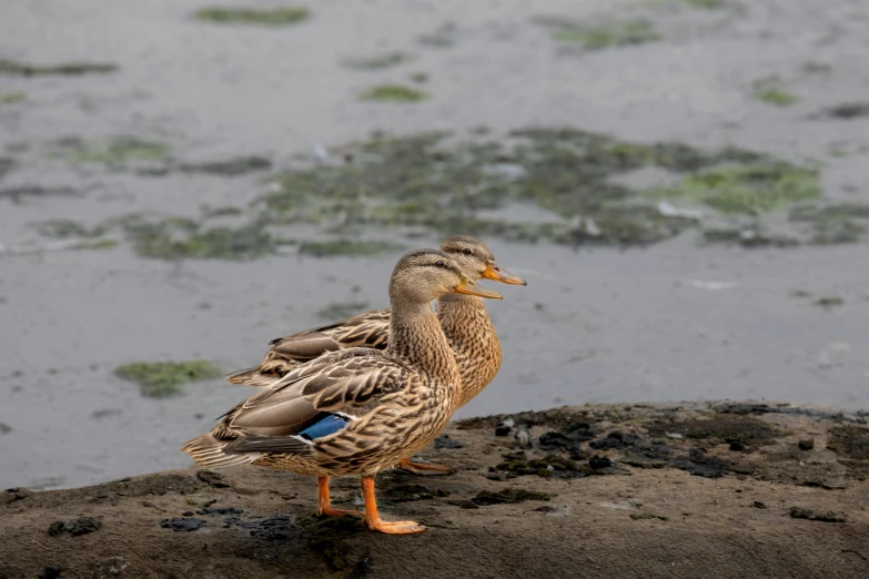 a bird on the rocks with its head turned