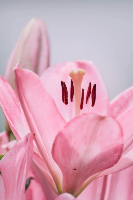 pink flowers with long stemmed petals and small red tips