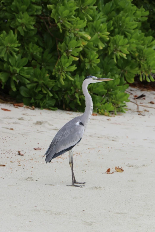 a bird standing in the sand near some bushes