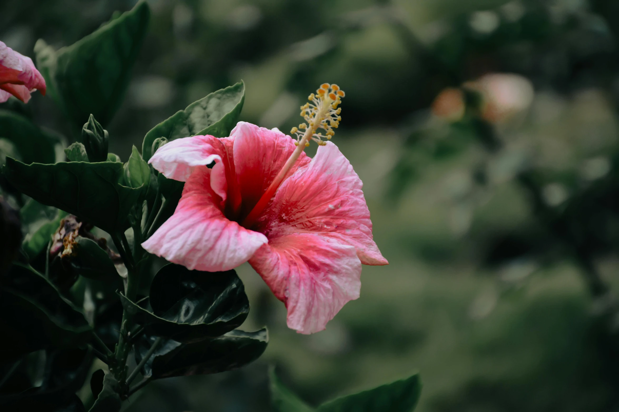 a pink flower sitting next to a green leafy forest