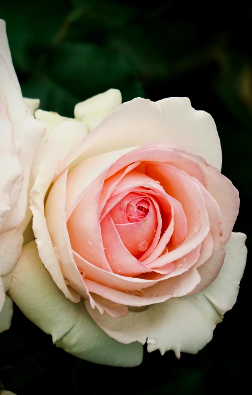 a white and peach rose has buds coming from it