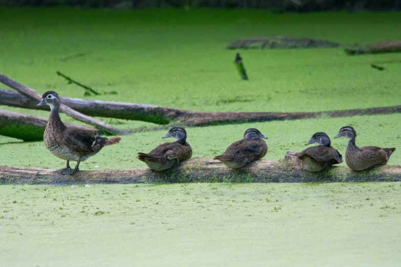 several ducks are standing on log in the water