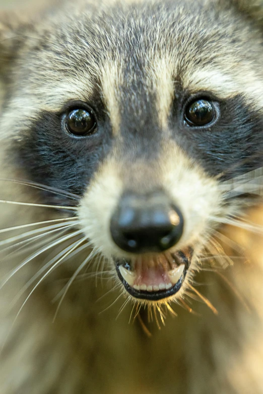 a closeup view of a ra looking forward