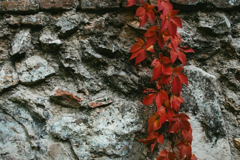 a red vine that has fallen from over the top of a stone wall