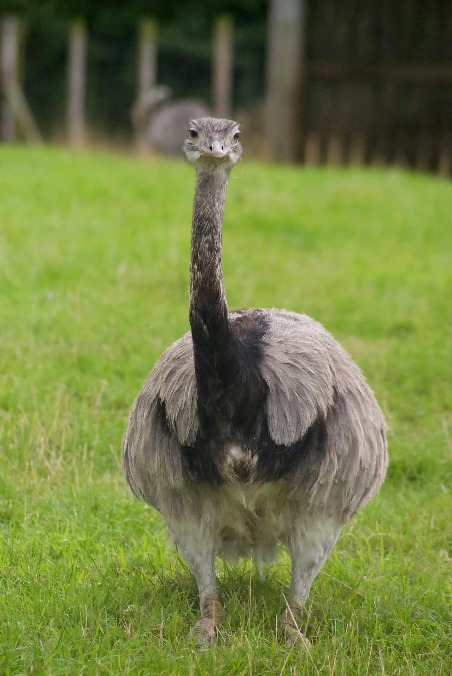 an ostrich with long neck walking through grassy area