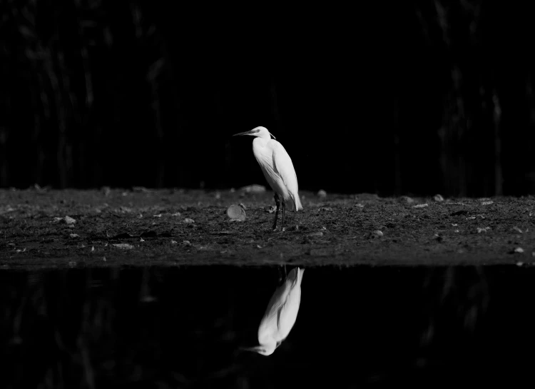 a white bird standing on top of grass near water