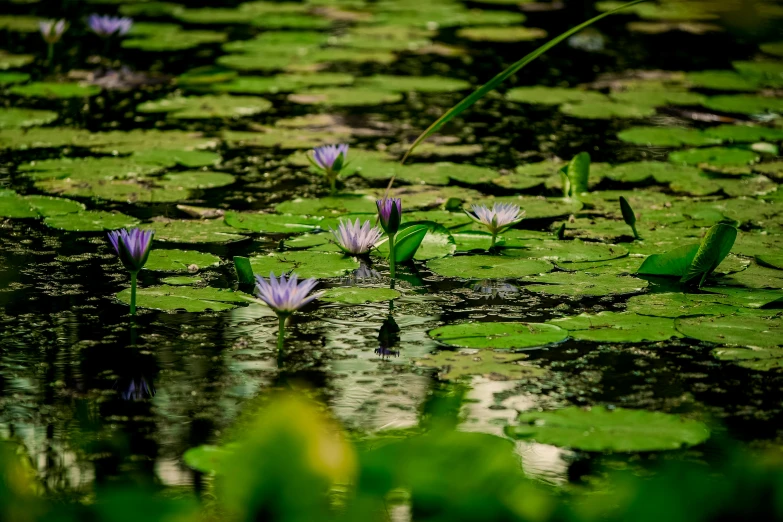 pink and purple water lilies in pond on cloudy day