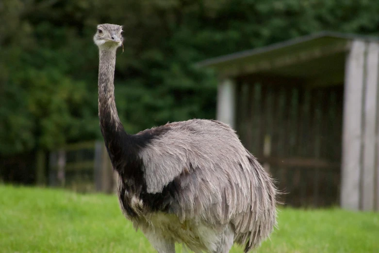 an ostrich standing on the grass in front of a small wooden hut