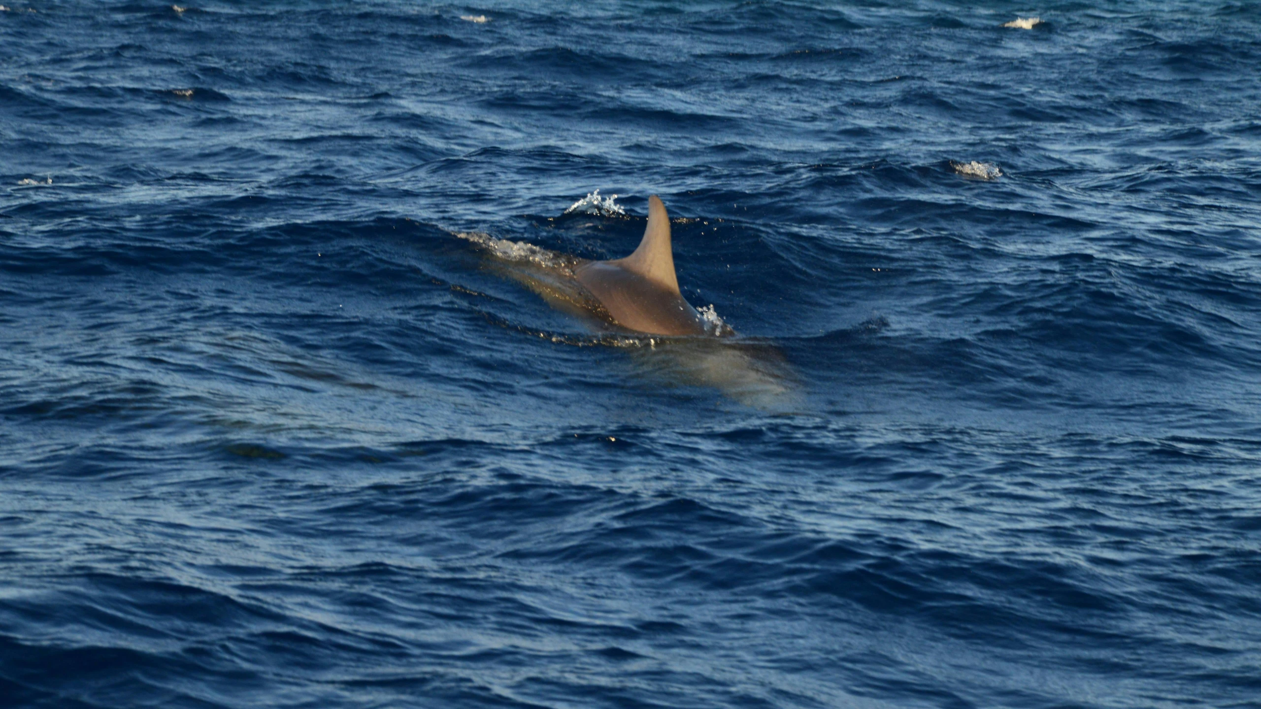 a dolphin swims over the water in the ocean