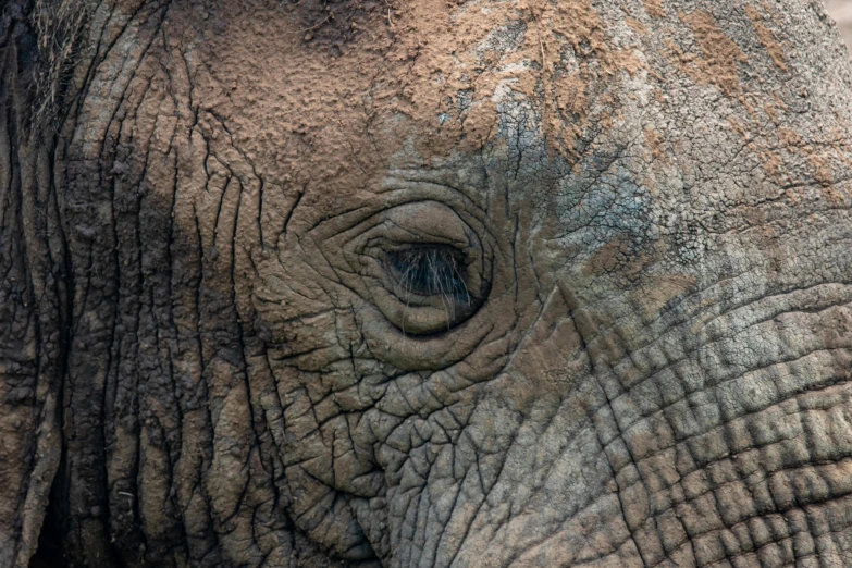 a close up of the eyes and wrinkled skin on a large elephant