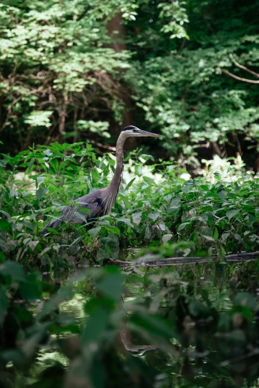 a duck standing in some water in front of some trees