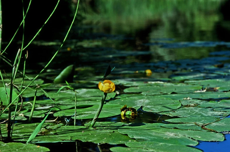 a little yellow flower is sitting on a lily pad