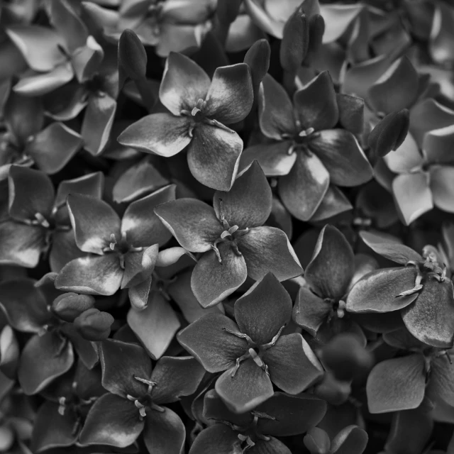 a bunch of dark colored flowers with tiny petals