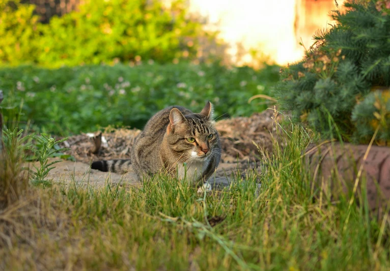 an image of cat walking through the grass