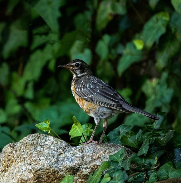 bird perched on rock in wooded area, possibly taken from birds eye view